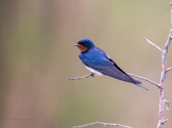 Dymówka (ang. Barn Swallow, łac. Hirundo rustica) - 2146- Fotografia Przyrodnicza - WlodekSmardz.pl
