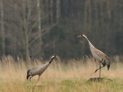 Żuraw (ang. Common Crane, łac. Grus grus) - 2617 - Fotografia Przyrodnicza - WlodekSmardz.pl