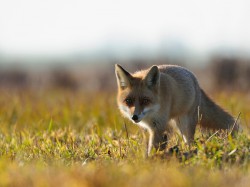 Lis (ang. Red fox, łac. Vulpes vulpes) - Fotografia Przyrodnicza - WlodekSmardz.pl