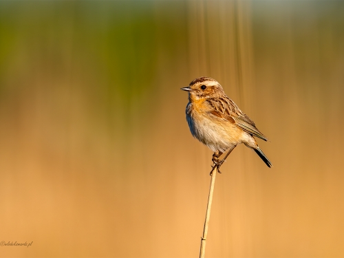 Pokląskwa (ang. Whinchat, łac. Saxicola rubetra) - 0174- Fotografia Przyrodnicza - WlodekSmardz.pl