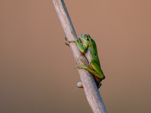 Rzekotka drzewna (ang. Common Treefrog, łac. Hyla arborea) - 5395 - Fotografia Przyrodnicza - WlodekSmardz.pl