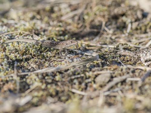 Jaszczurka zwinka ( ang. Sand lizard łac. Lacerta agilis) - 8355 - Fotografia Przyrodnicza - WlodekSmardz.pl