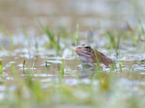 Żaba trawna (ang. Frog, łac. Rana temporaria) - 7297 - Fotografia Przyrodnicza - WlodekSmardz.pl