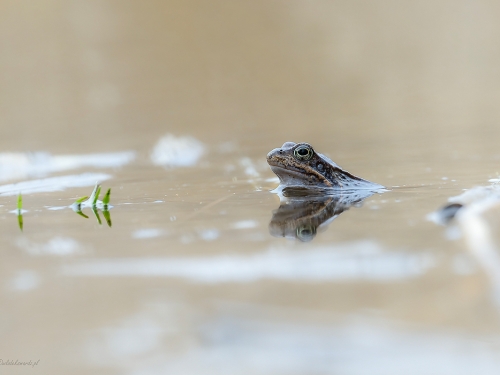 Żaba trawna (ang. Frog, łac. Rana temporaria) - 7238 - Fotografia Przyrodnicza - WlodekSmardz.pl