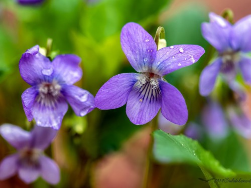 Fiołek wonny (ang. Sweet violet, łac. Viola odorata) - 3672 - Fotografia Przyrodnicza - WlodekSmardz.pl