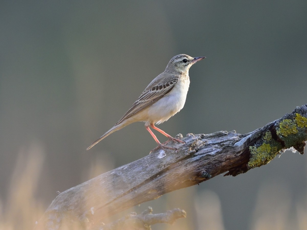 Świergotek polny (ang. Tawny Pipit, łac. Anthus campestris) - 5497- Fotografia Przyrodnicza - WlodekSmardz.pl