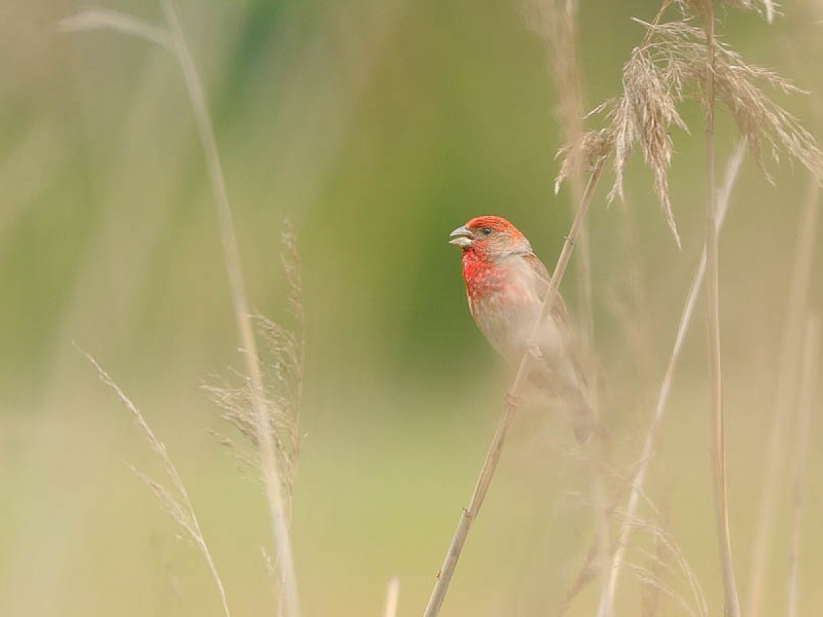 Dziwonia (ang. Common rosefinch, łac. Carpodacus erythrinus)- Fotografia Przyrodnicza - WlodekSmardz.pl