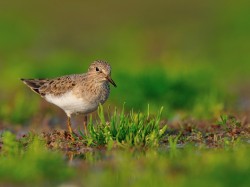 Biegus mały (ang. Temminck's Stint, łac. Calidris temminckii) - 4105- Fotografia Przyrodnicza - WlodekSmardz.pl