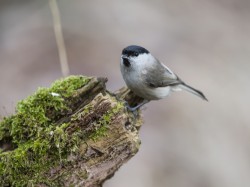 Sikora uboga (ang. Marsh Tit, łac. Poecile palustris) - 1412 - Fotografia Przyrodnicza - WlodekSmardz.pl