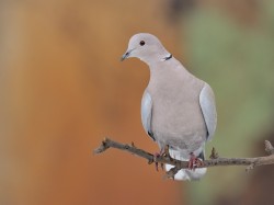 Sierpówka (ang. Eurasian Collared-Dove, łac. Streptopelia decaocto)- Fotografia Przyrodnicza - WlodekSmardz.pl