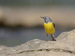 Pliszka górska (ang. Grey Wagtail, łac. Motacilla cinerea) - 2142 - Fotografia Przyrodnicza - WlodekSmardz.pl