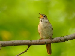 Słowik rdzawy (ang. Common Nightingale, łac. Luscinia megarhynchos) - 0584- Fotografia Przyrodnicza - WlodekSmardz.pl