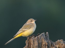 Pliszka żółta (ang. Blue-headed Wagtail, łac. Motacilla flava)- Fotografia Przyrodnicza - WlodekSmardz.pl