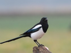 Sroka (ang. Eurasian Magpie, łac. Pica pica) - 1693- Fotografia Przyrodnicza - WlodekSmardz.pl