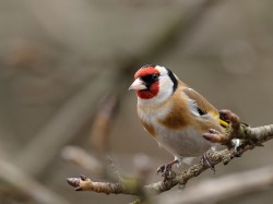 Szczygieł (ang. European Goldfinch, łac. Carduelis carduelis) - 4999- Fotografia Przyrodnicza - WlodekSmardz.pl