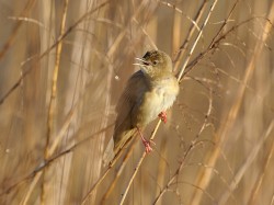 Świerszczak (ang. Common Grasshopper-Warbler, łac. Locustella naevia) - 6867- Fotografia Przyrodnicza - WlodekSmardz.pl