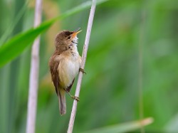 Trzcinniczek (ang. Eurasian Reed-Warbler, łac. Acrocephalus scirpaceus) - 6608- Fotografia Przyrodnicza - WlodekSmardz.pl