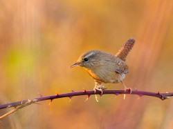 Strzyżyk (ang. Eurasian Wren, łac. Troglodytes troglodytes) - 1094- Fotografia Przyrodnicza - WlodekSmardz.pl