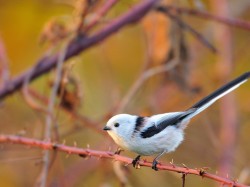 Raniuszek (ang. Long-tailed tit, łac. Aegithalos caudatus)- Fotografia Przyrodnicza - WlodekSmardz.pl