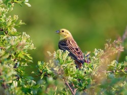 Trznadel (ang. Yellowhammer, łac. Emberiza citrinella) - 5319- Fotografia Przyrodnicza - WlodekSmardz.pl