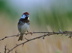 Wróbel śródziemnomorski (ang. Spanish Sparrow, łac. Passer hispaniolensis) - 5456- Fotografia Przyrodnicza - WlodekSmardz.pl