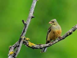 Ortolan (ang. Ortolan Bunting, łac. Emberiza hortulana) - 4295- Fotografia Przyrodnicza - WlodekSmardz.pl