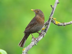 Kos (ang. Common blackbird, łac. Turdus merula) - 4254- Fotografia Przyrodnicza - WlodekSmardz.pl