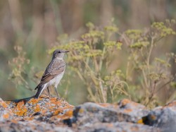 Białorzytka pstra (ang. Pied Wheatear, łac. Oenanthe pleschanka) - 4185 - Fotografia Przyrodnicza - WlodekSmardz.pl