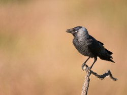 Kawka (ang Eurasian Jackdaw łac Corvus monedula) 9966 - Fotografia Przyrodnicza - WlodekSmardz.pl