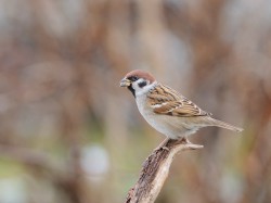 Mazurek (ang. Eurasian Tree Sparrow, łac. Passer montanus)- 5502- Fotografia Przyrodnicza - WlodekSmardz.pl