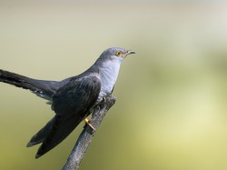Kukułka (ang. Common Cuckoo łac. Cuculus canorus) 2067 - Fotografia Przyrodnicza - WlodekSmardz.pl