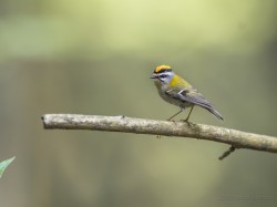 Zniczek (ang. Firecrest łac. Regulus ignicapilla) - 0069 - Fotografia Przyrodnicza - WlodekSmardz.pl