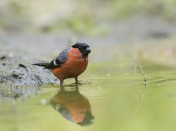 Gil (ang. Eurasian Bullfinch, łac. Pyrrhula pyrrhula) - 5012 - Fotografia Przyrodnicza - WlodekSmardz.pl