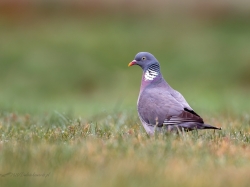 Grzywacz (ang. Eurasian Collared-Dove, łac. Columba palumbus) - 7284- Fotografia Przyrodnicza - WlodekSmardz.pl
