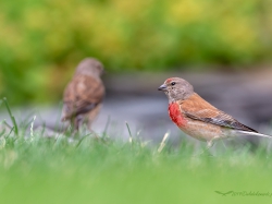 Makolągwa (ang. Eurasian Linnet, łac. Linaria cannabina) - 7340 - Fotografia Przyrodnicza - WlodekSmardz.pl