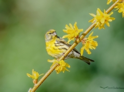 Kulczyk (ang. European Serin, łac. Serinus serinus) - 6104- Fotografia Przyrodnicza - WlodekSmardz.pl