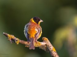 Trznadel czarnogłowy (ang. Black-headed Bunting, łac. Emberiza melanocephala) - 3695- Fotografia Przyrodnicza - WlodekSmardz.pl