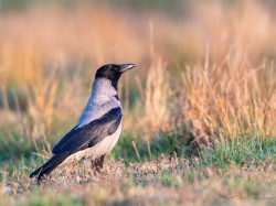 Wrona siwa (ang. Hooded crow, łac. Corvus cornix) - 8041- Fotografia Przyrodnicza - WlodekSmardz.pl