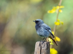 Kopciuszek (ang. Black Redstart, łac. Phoenicurus ochruros) - 6951 - Fotografia Przyrodnicza - WlodekSmardz.pl