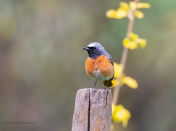 Pleszka (ang. Common Redstart, łac. Phoenicurus phoenicurus)- 6874- Fotografia Przyrodnicza - WlodekSmardz.pl