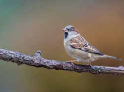 Wróbel domowy (ang. House Sparrow, łac. Passer domesticus) -4702- Fotografia Przyrodnicza - WlodekSmardz.pl