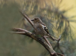 Zięba (ang. Chaffinch łac. Fringilla coelebs) - 1756 - Fotografia Przyrodnicza - WlodekSmardz.pl