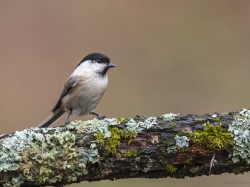 Czarnogłówka (ang. Willow Tit, łac. Poecile montanus) - 3054 - Fotografia Przyrodnicza - WlodekSmardz.pl