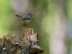 Muchołówka szara (ang. Red-breasteg Flycatcher, łac. Ficedula parva) - 8726- Fotografia Przyrodnicza - WlodekSmardz.pl