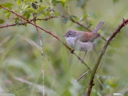 Cierniówka (ang. Common Whitethroat, łac. Curruca communis) - 9314 - Fotografia Przyrodnicza - WlodekSmardz.pl