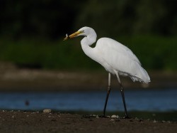 Czapla biała (ang. Great egret, łac. Ardea alba)- Fotografia Przyrodnicza - WlodekSmardz.pl
