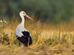 Bocian biały (ang. White Stork, łac. Ciconia ciconia) - 0336- Fotografia Przyrodnicza - WlodekSmardz.pl