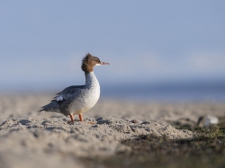 Nurogęś (ang. Common Merganser, łac. Mergus merganser)- 5190- Fotografia Przyrodnicza - WlodekSmardz.pl