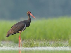 Bocian czarny (ang. Black Stork, łac. Ciconia nigra) - 9456- Fotografia Przyrodnicza - WlodekSmardz.pl