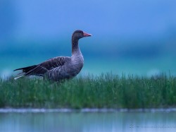 Gęgawa (ang. Greylag Goose, łac. Anser anser) - 9641- Fotografia Przyrodnicza - WlodekSmardz.pl